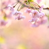 津鉄の春 VIII