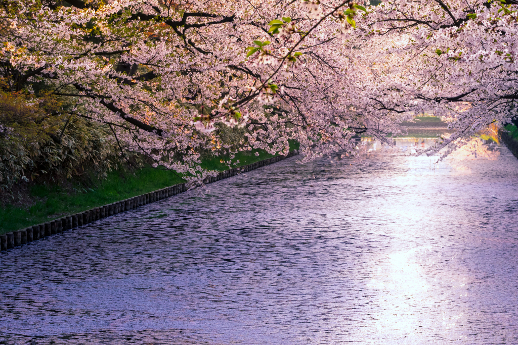 花筏の思い出