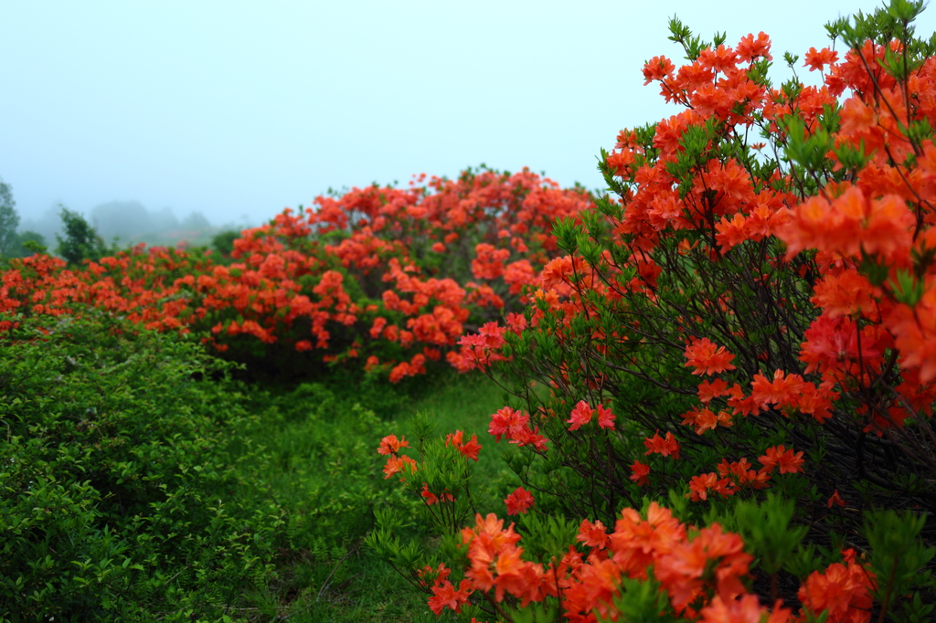 Azalea of plateau IV