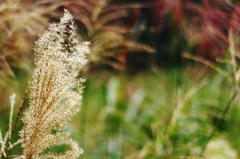 真夏の秋の気配