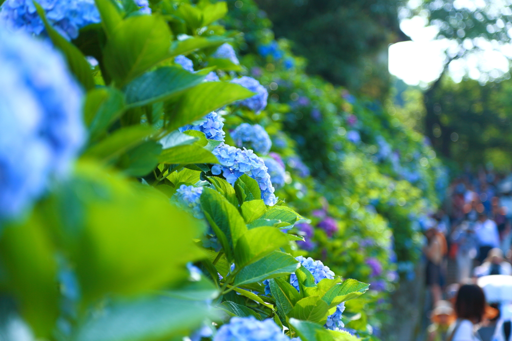 Hydrangea XX