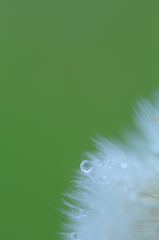 Fluff V