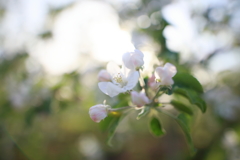 りんごの花 I