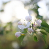 りんごの花 I