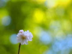 秋の桜 II -東慶寺-