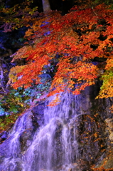 夜もみじ 18