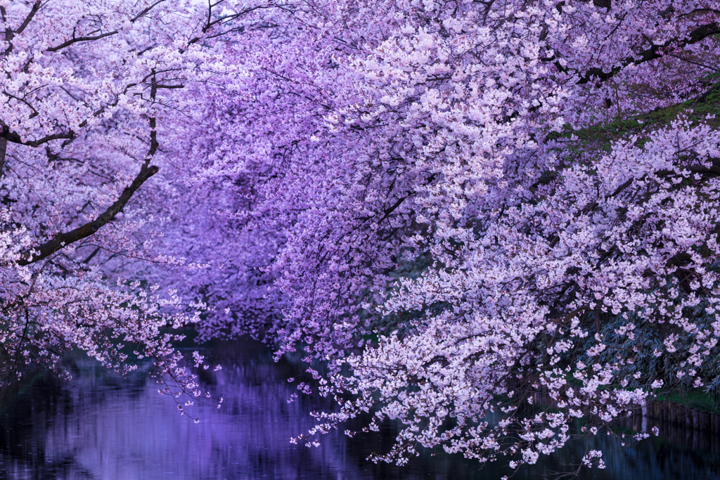 夜終桜 VI