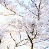 春の箱根 VI