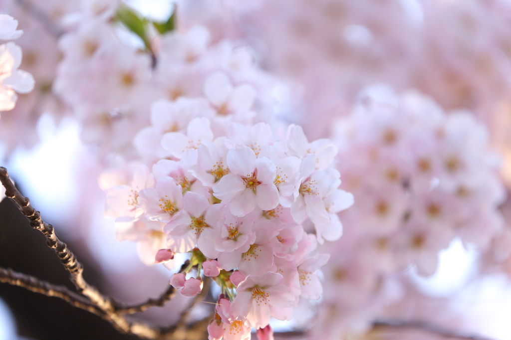 津鉄の桜 II