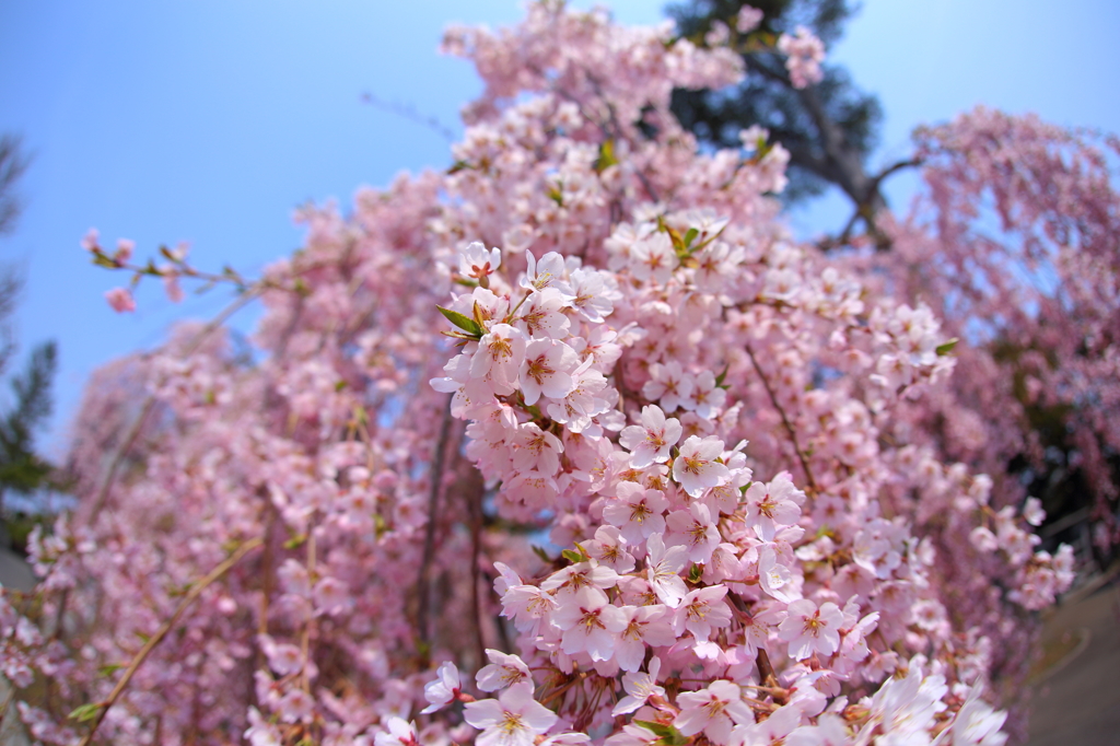 西光寺の桜 I