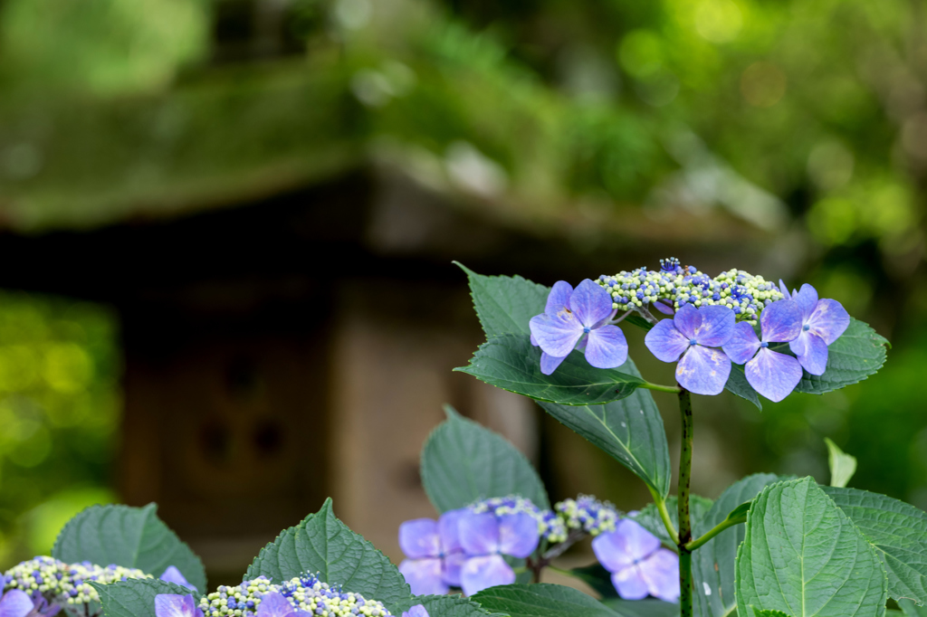 浄智寺・紫陽花 I