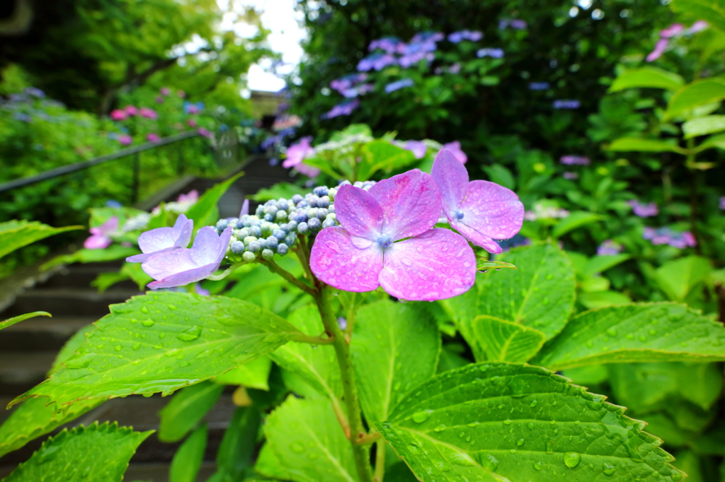 紫陽花・東慶寺 XII