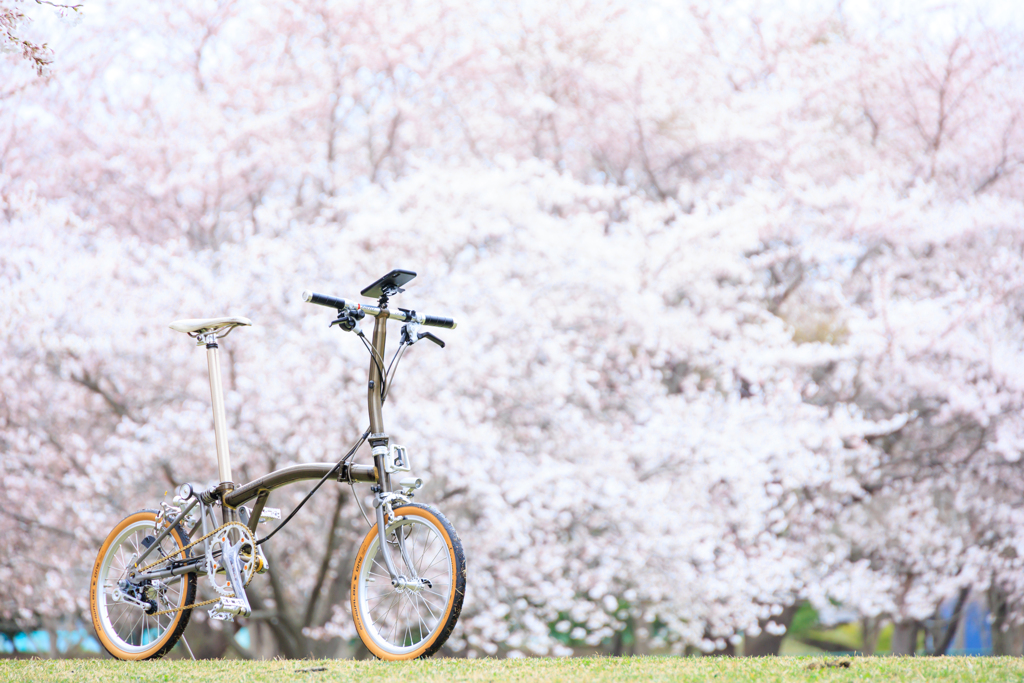 桜前線青森上陸 03