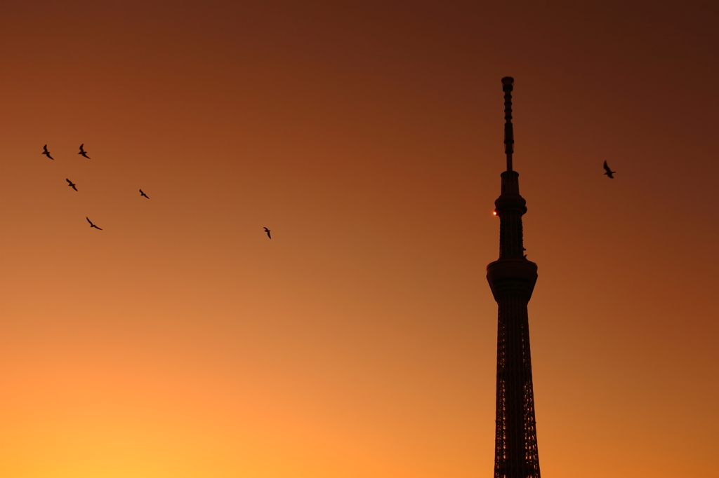 鳥たちの朝