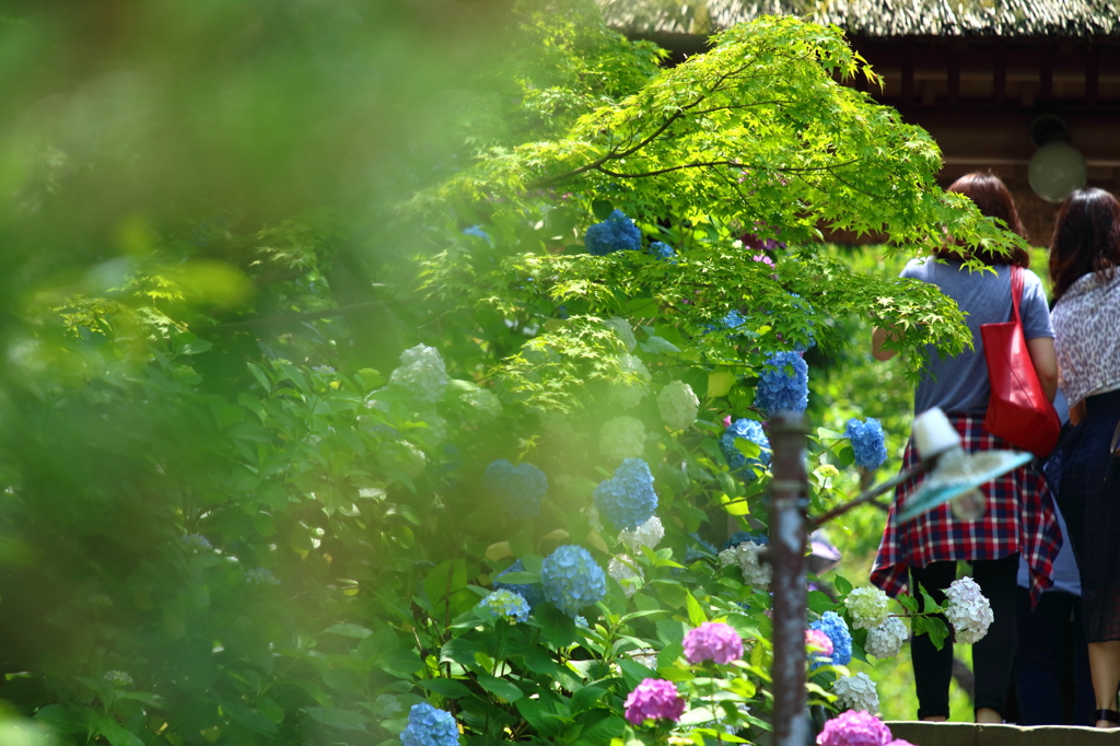 紫陽花・東慶寺 V