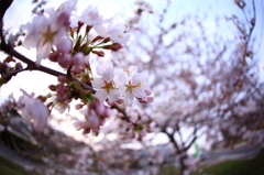 道端桜 I