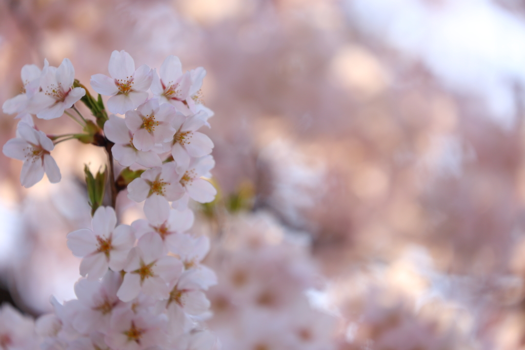 津鉄の桜 III