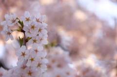 津鉄の桜 III