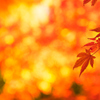 ラスト紅葉 V