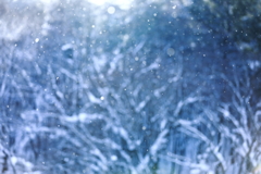 降る雪
