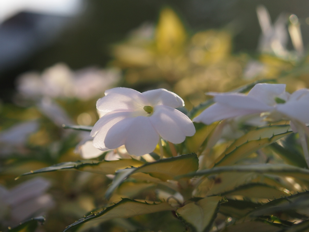 夏の終わり・・