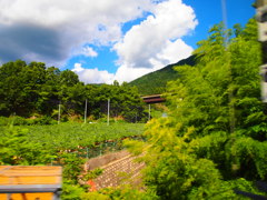 夏の風景