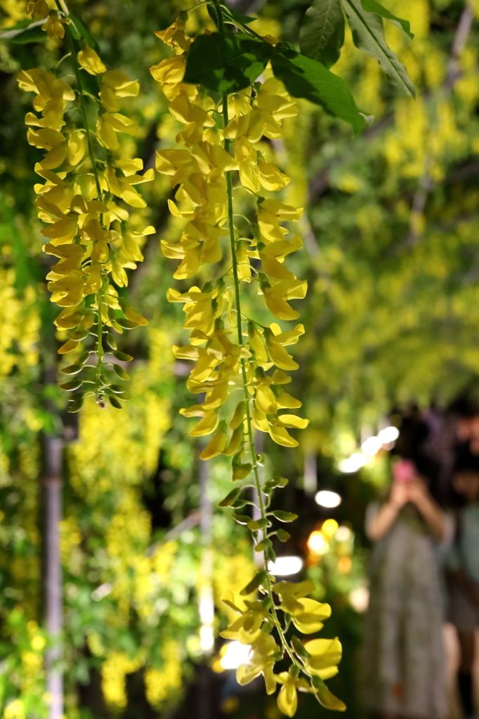 Yellow Tunnel