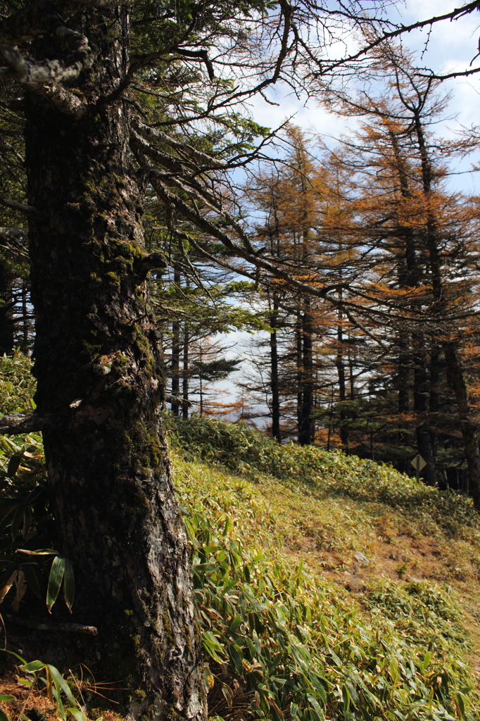 亜高山帯