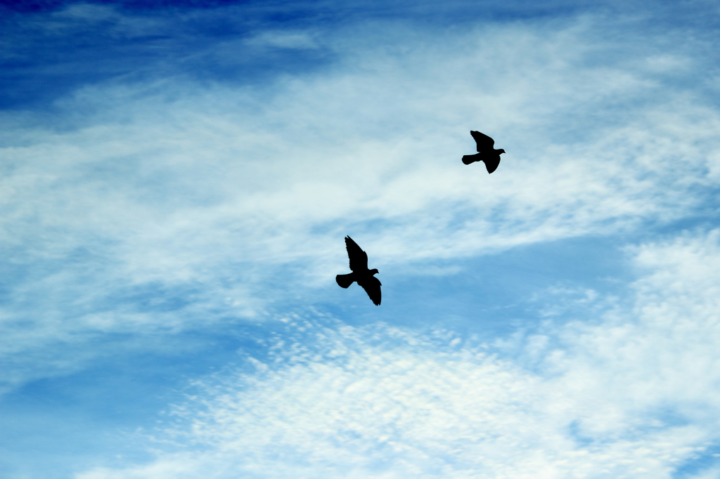 Wings