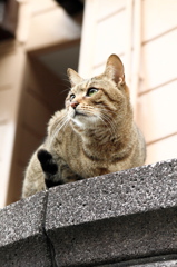 我輩は猫である。