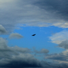 Fly High!