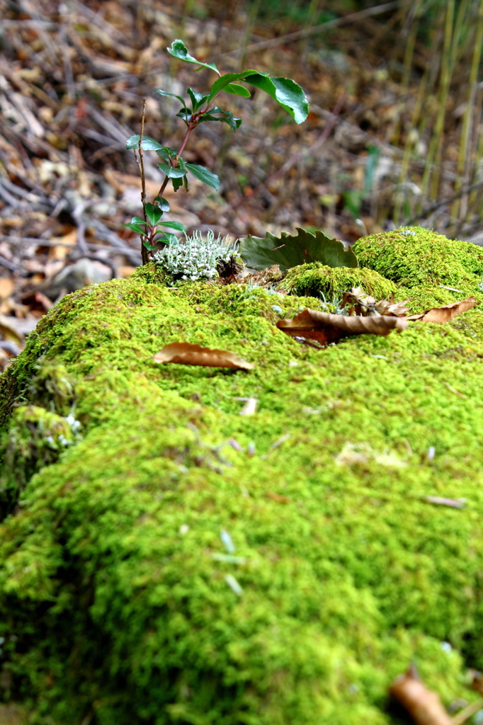 Small World