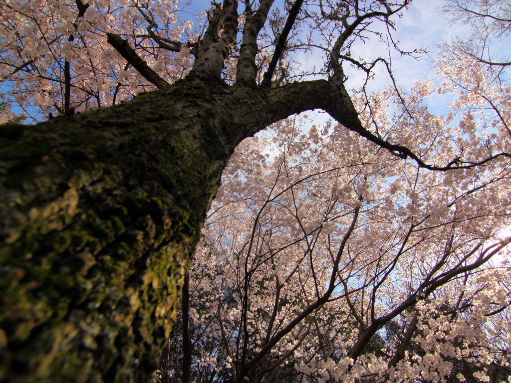 SAKURA