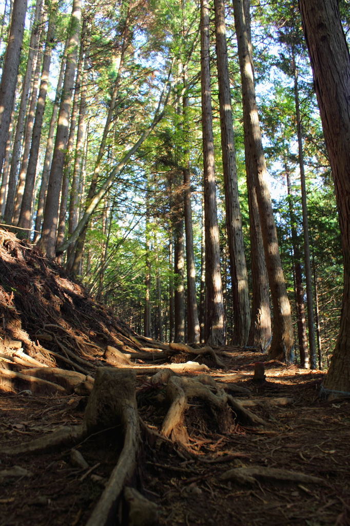 登山道