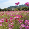 土佐のコスモス