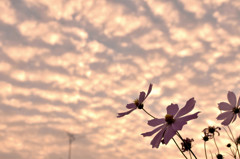 秋空