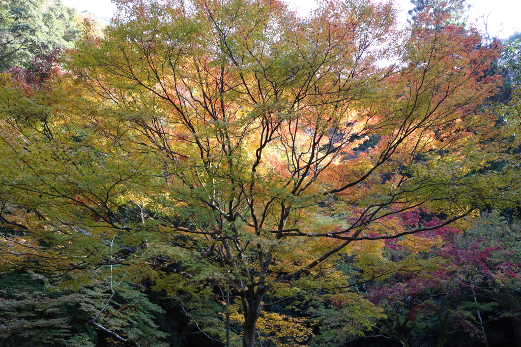 2016年　紅葉（箕面公園）