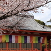 2016年　桜