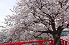 2015年　桜