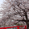 2015年　桜