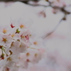 2013年 桜