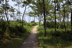 海へつづく小道