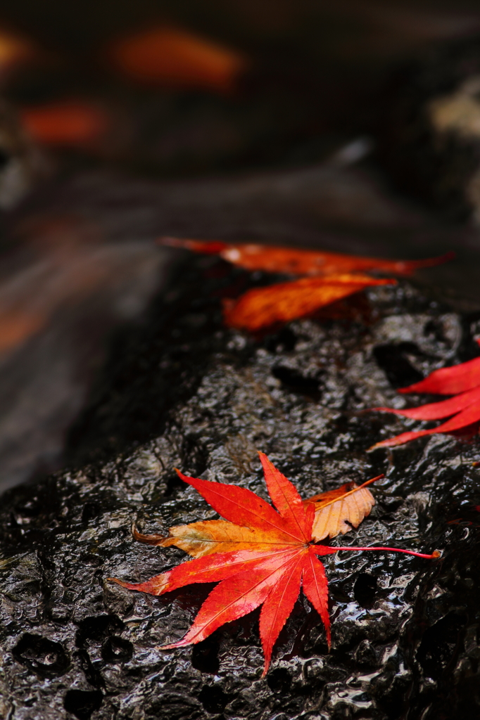 紅模様
