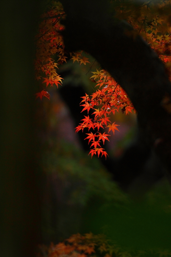 紅を愛でる