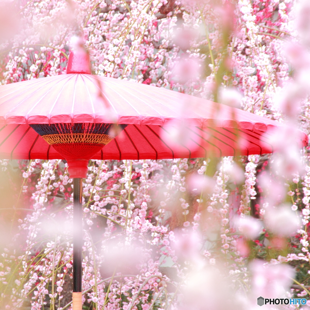 春の陽傘