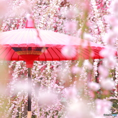 春の陽傘