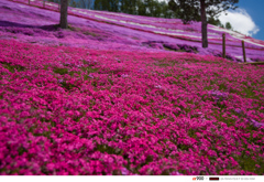 東藻琴芝桜公園３