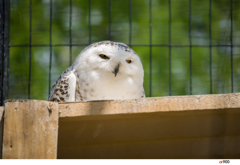 釧路市動物園にて～フリーザ