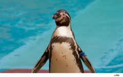 釧路市動物園にて～ペンギン