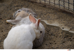 釧路市動物園にて～戯れ